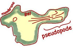 pseudopode